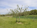 a_DSC0352
