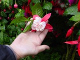 y2012 07 21 b gart Allgu 060