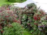 y2012 07 21 b gart Allgu 065