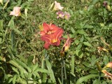 07-07-2018_thumb_a92a