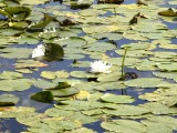 07-07-2018_thumb_a946