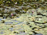 07-07-2018_thumb_a947