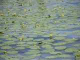 16-06-2018_thumb_a6ad
