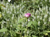 16-06-2018_thumb_a71b
