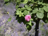 16-06-2018_thumb_a721