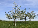 29-04-18-streuobstwiese_DSC0315