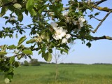 29-04-18-streuobstwiese_DSC0319