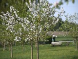 29-04-18-streuobstwiese_DSC0330
