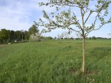 29-04-18-streuobstwiese_DSC0331