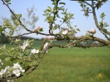29-04-18-streuobstwiese_DSC0333