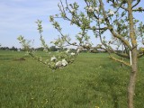 29-04-18-streuobstwiese_DSC0334