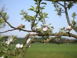 29-04-18-streuobstwiese_DSC0337