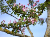 29-04-18-streuobstwiese_DSC0338