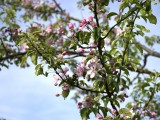 29-04-18-streuobstwiese_DSC0340