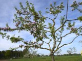 29-04-18-streuobstwiese_DSC0342