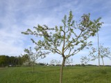 29-04-18-streuobstwiese_DSC0345