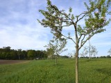29-04-18-streuobstwiese_DSC0348