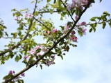 29-04-18-streuobstwiese_DSC0351