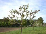 29-04-18-streuobstwiese_DSC0353
