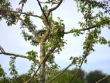 29-04-18-streuobstwiese_DSC0355