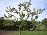 29-04-18-streuobstwiese_DSC0357