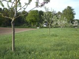 29-04-18-streuobstwiese_DSC0359