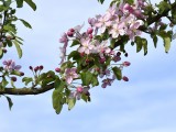 29-04-18-streuobstwiese_DSC0361
