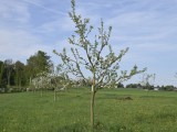 29-04-18-streuobstwiese_DSC0363