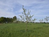 29-04-18-streuobstwiese_DSC0364