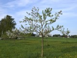 29-04-18-streuobstwiese_DSC0365