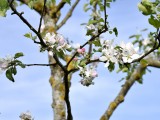 29-04-18-streuobstwiese_DSC0368