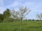 29-04-18-streuobstwiese_DSC0369