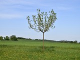 29-04-18-streuobstwiese_DSC0371