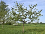 29-04-18-streuobstwiese_DSC0373