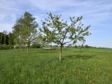 29-04-18-streuobstwiese_DSC0375