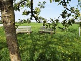 29-04-18-streuobstwiese_DSC0382