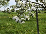 29-04-18-streuobstwiese_DSC0383