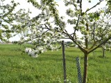 29-04-18-streuobstwiese_DSC0384
