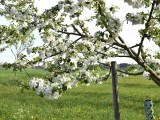 29-04-18-streuobstwiese_DSC0385
