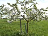29-04-18-streuobstwiese_DSC0386