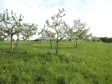 29-04-18-streuobstwiese_DSC0387