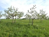 29-04-18-streuobstwiese_DSC0388